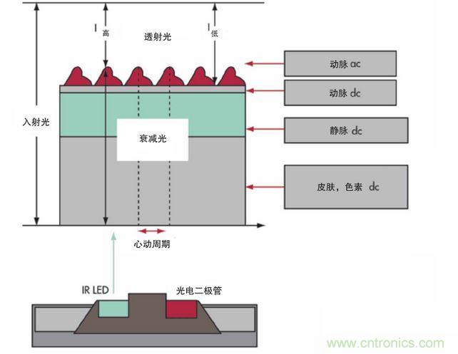 可以用發(fā)光二極管 （LED） 來照亮皮膚，然后測量反射到一個(gè)光電二極管的光量來監(jiān)測每個(gè)心動(dòng)周期