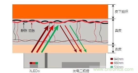 反射光脈搏測量原理。傳感器發(fā)出的光透過皮膚和組織，一部分被吸收，一部分被反射回檢測器。因?yàn)閯用}中的血流量隨心臟的每次跳動會有所變化，因此光線被吸收的量以及檢測器收到的信號強(qiáng)度也會隨之發(fā)生改變。綠光可以在手腕處提供最佳結(jié)果，而紅光和紅外光一般用于手指測量。 8