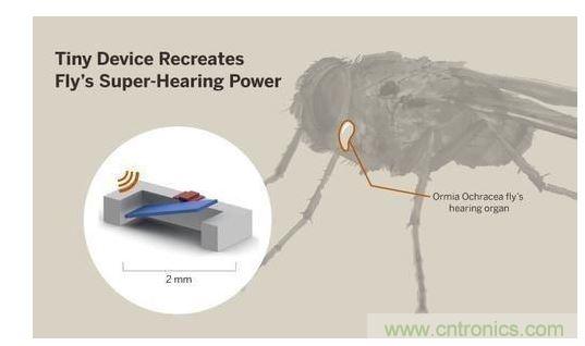 顯示研究人員們經(jīng)由這種寄生蠅的聲音處理機制啟發(fā)，開發(fā)出一款低功耗的麥克風(fēng)組件。