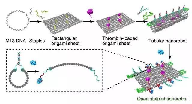 中美科學家聯(lián)手，用DNA納米機器人殺死癌細胞